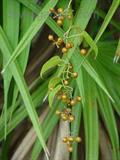 Paederia foetida